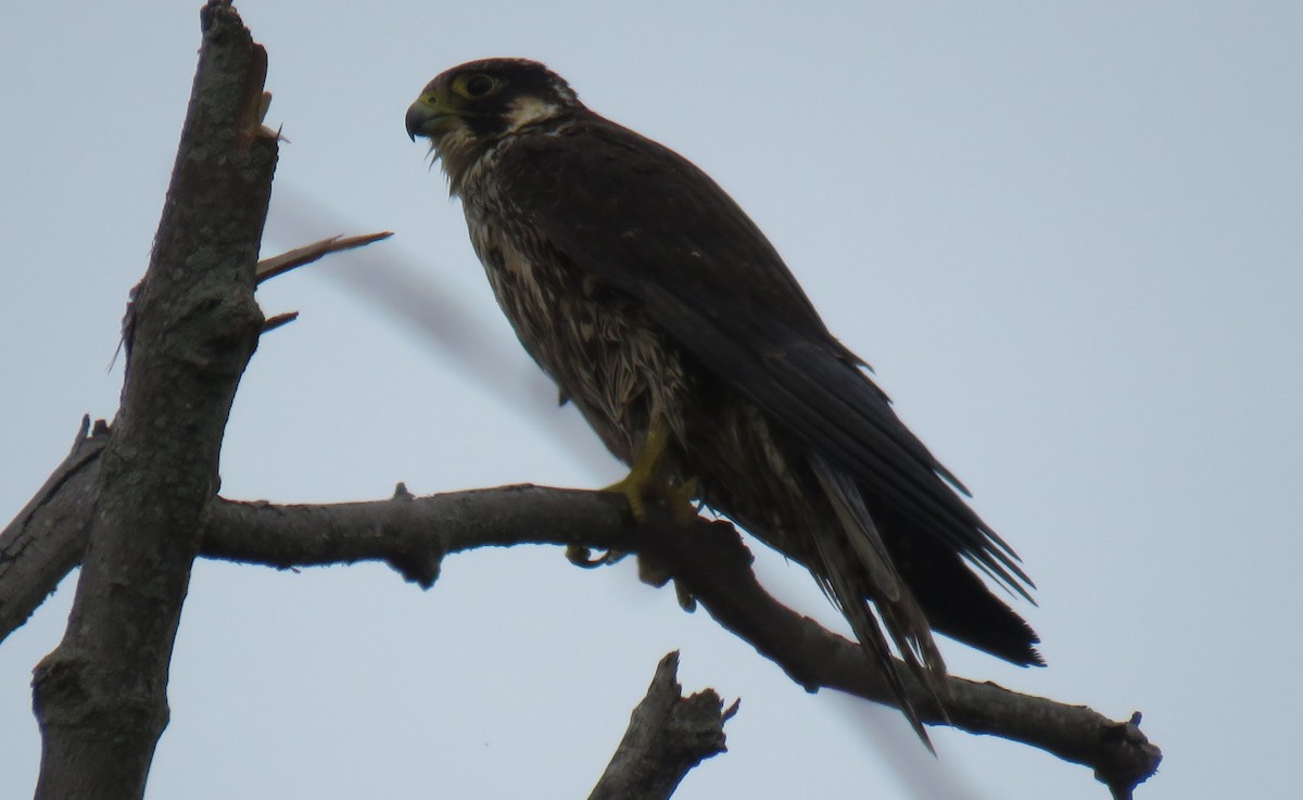 Peregrine Falcon - ML198664771