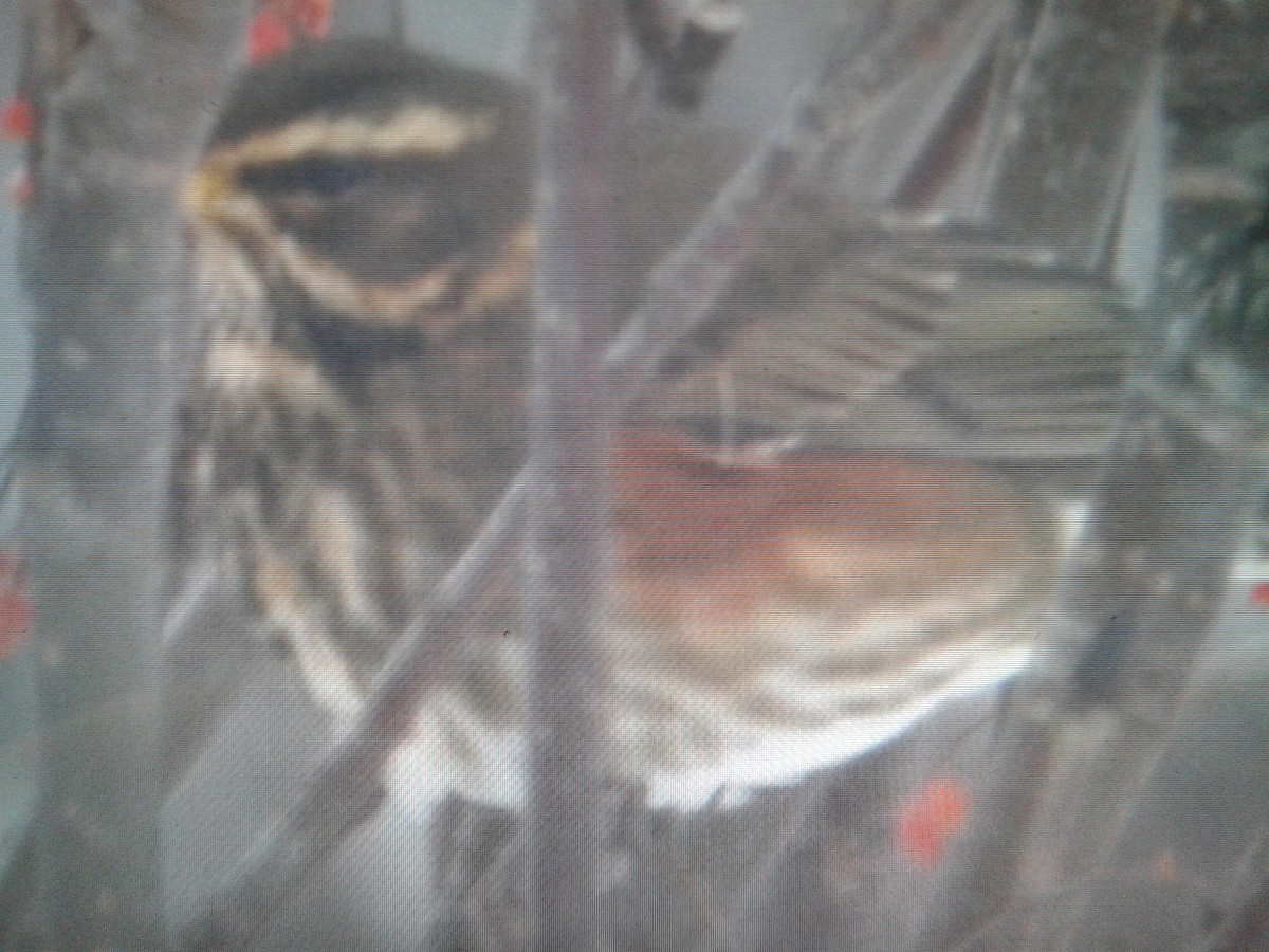 Redwing (Icelandic) - ML198665551