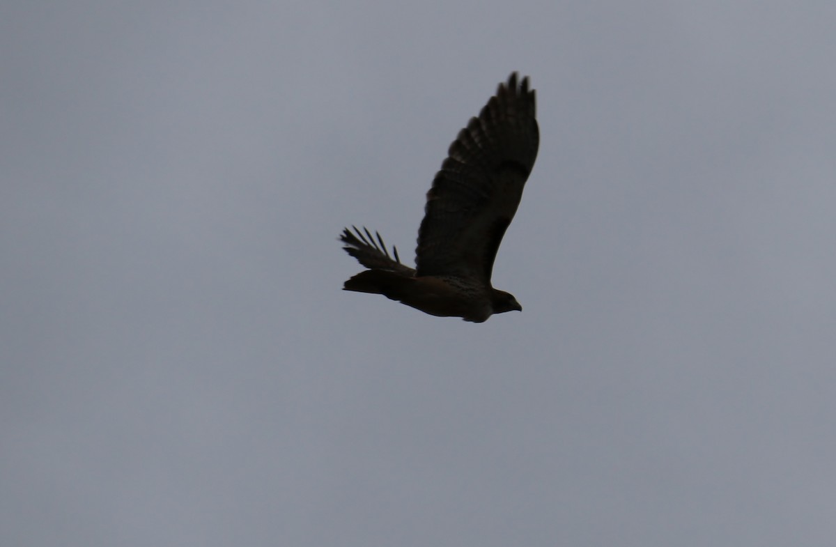 Red-tailed Hawk - ML198669441