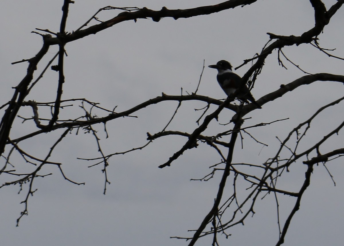 Belted Kingfisher - ML198669491