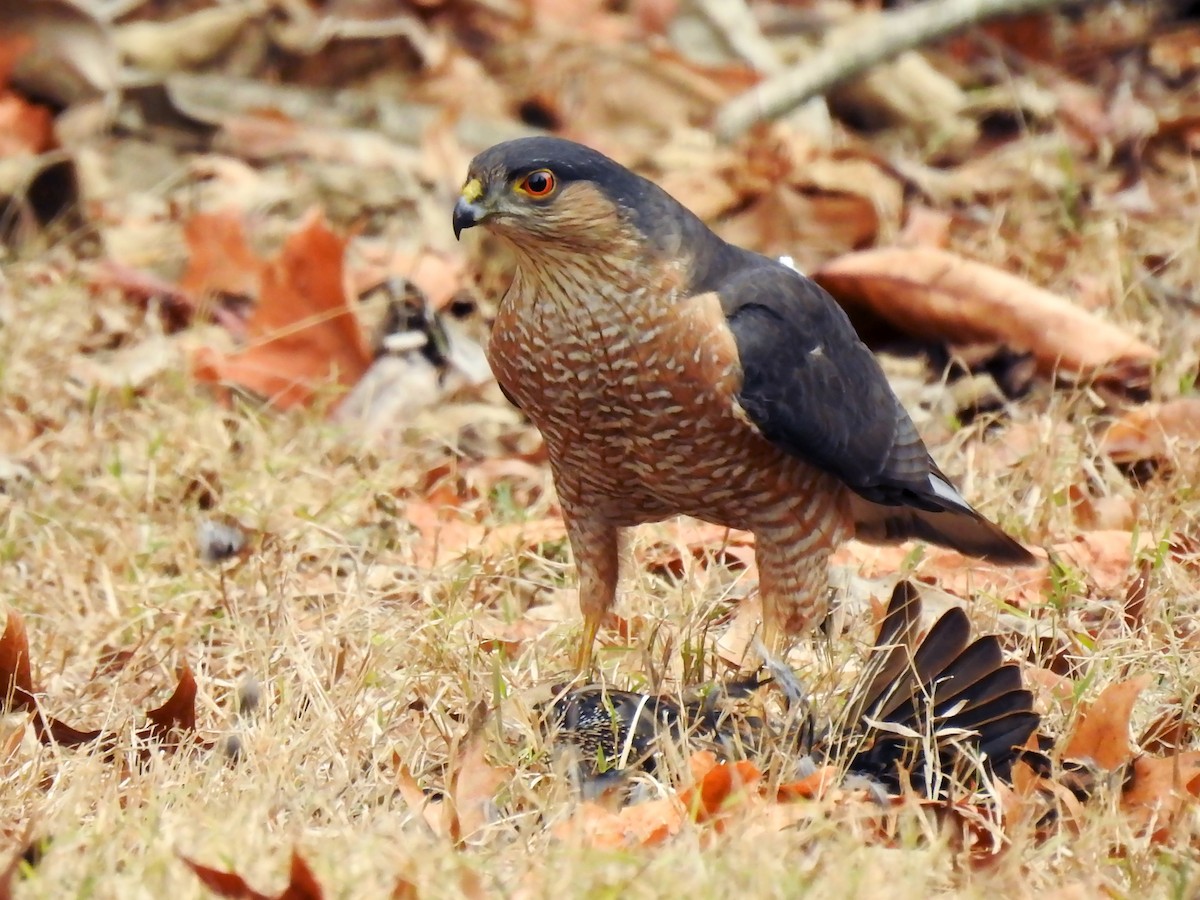 Sharp-shinned Hawk - ML198670251