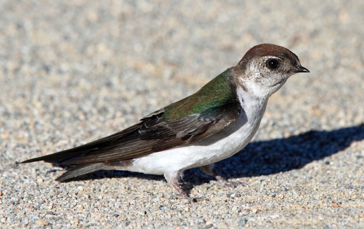 Violet-green Swallow - Laure Wilson Neish