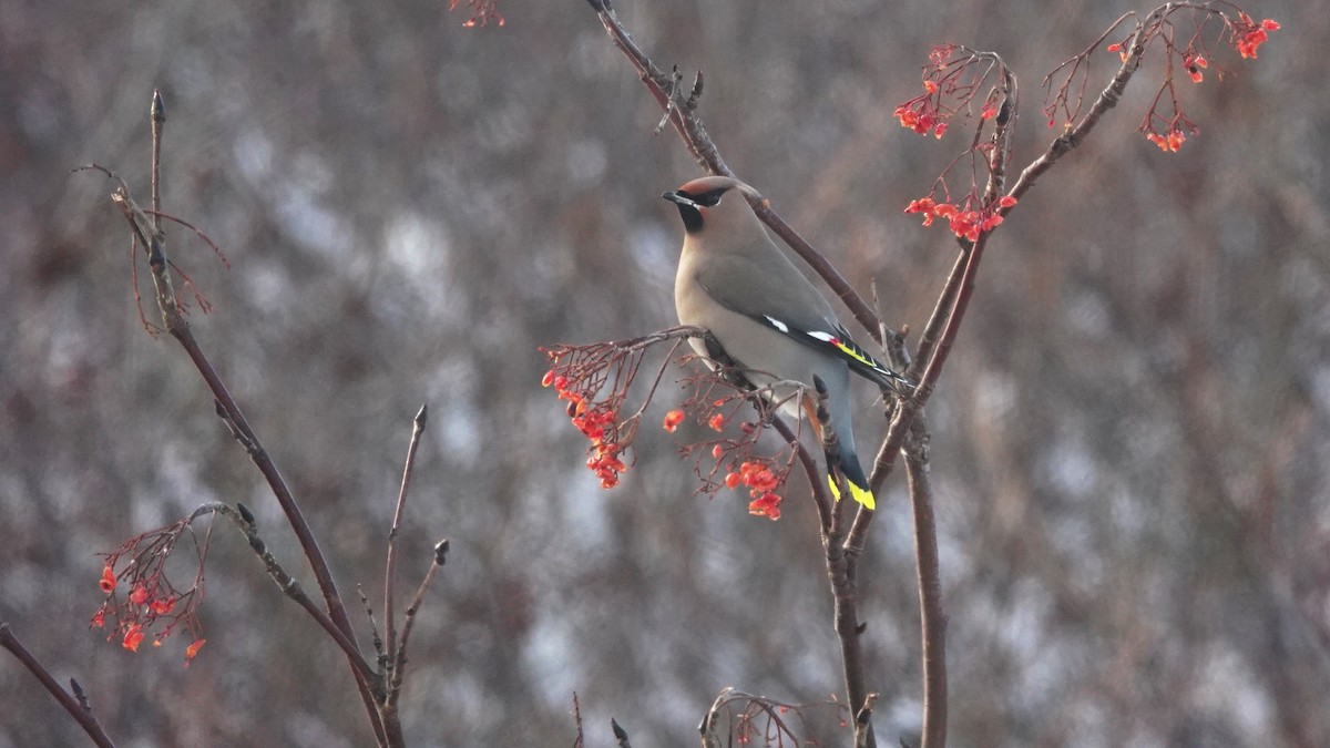 Bohemian Waxwing - ML198672201