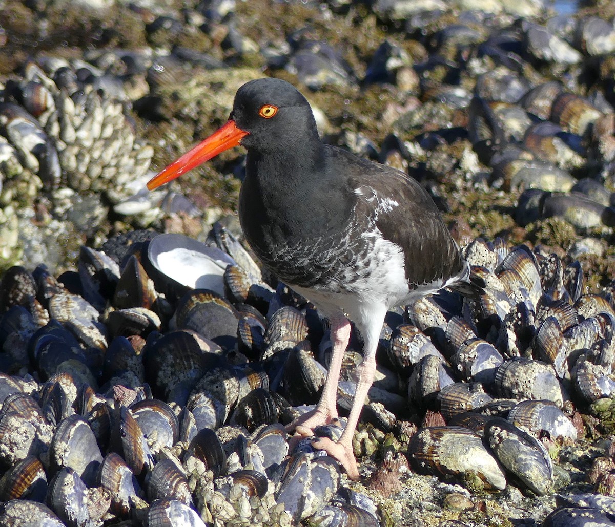 American x Black Oystercatcher (hybrid) - ML198672601