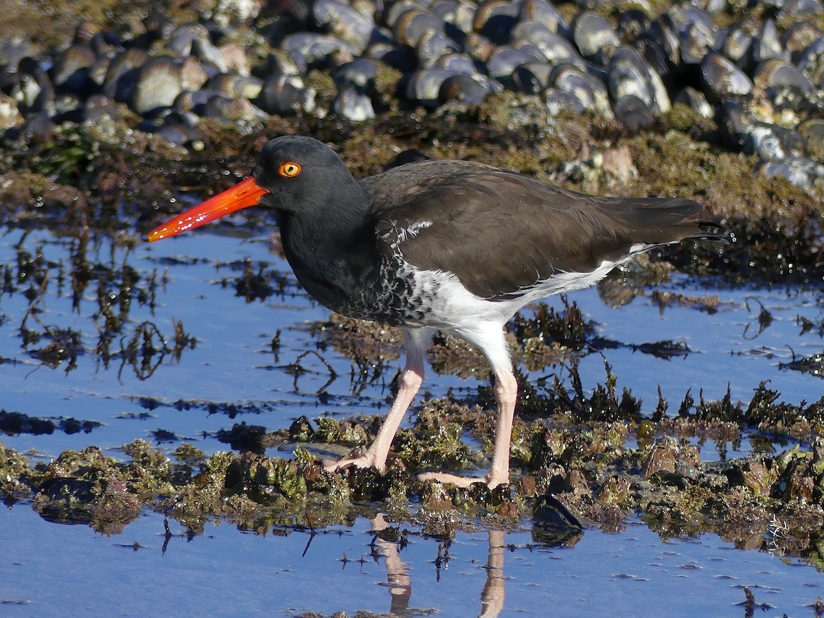 American x Black Oystercatcher (hybrid) - ML198672631