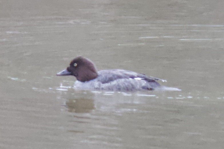 Common Goldeneye - ML198673821