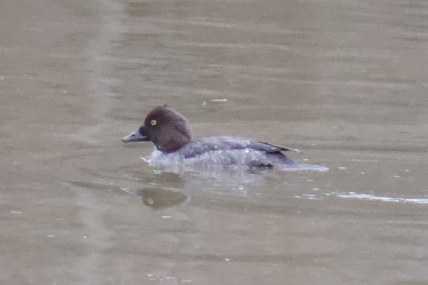 Common Goldeneye - ML198673831