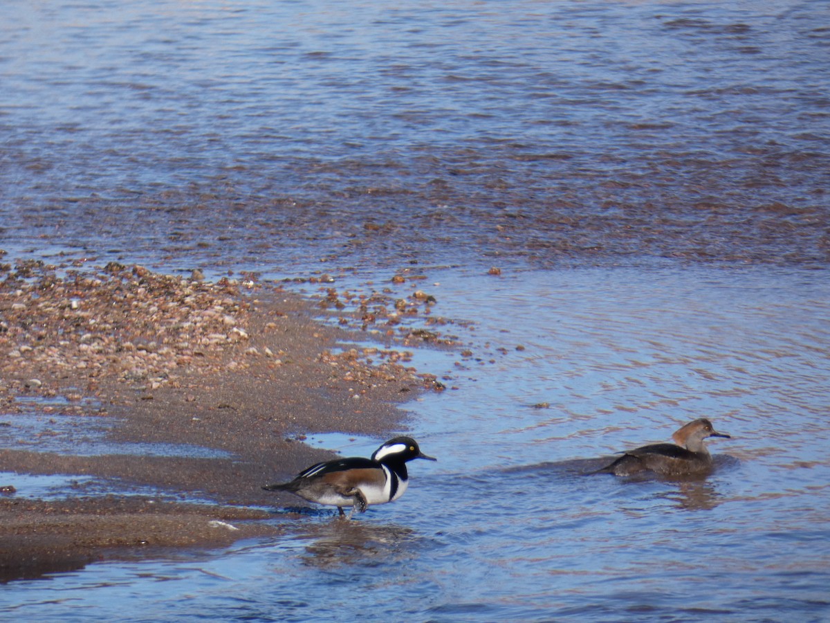 Hooded Merganser - ML198674871
