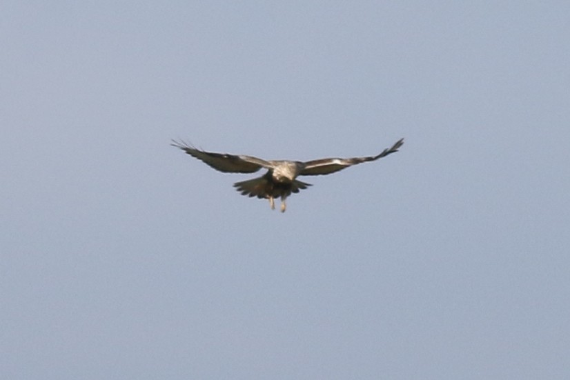 Rough-legged Hawk - ML198676341