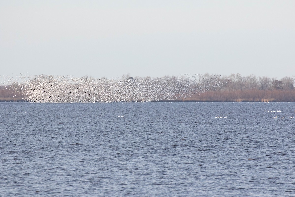 Snow Goose - Anne Olsen