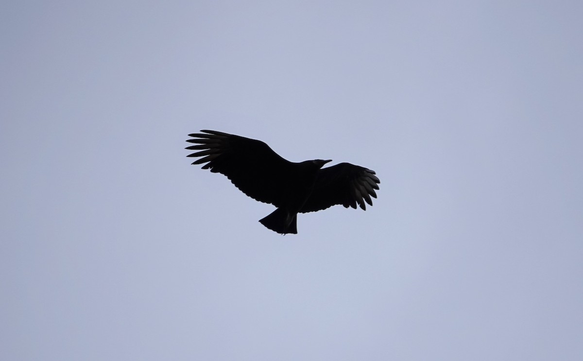 Black Vulture - ML198680251