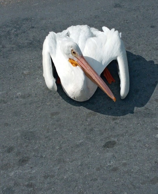 American White Pelican - Randolph "Casper" Burrows