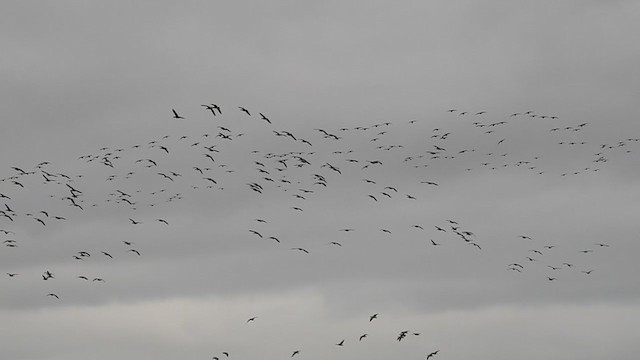 Pink-footed Goose - ML198682061