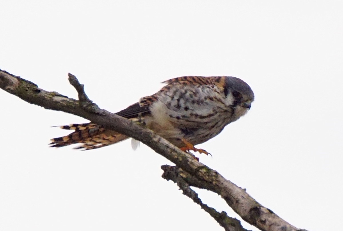 American Kestrel - ML198685231
