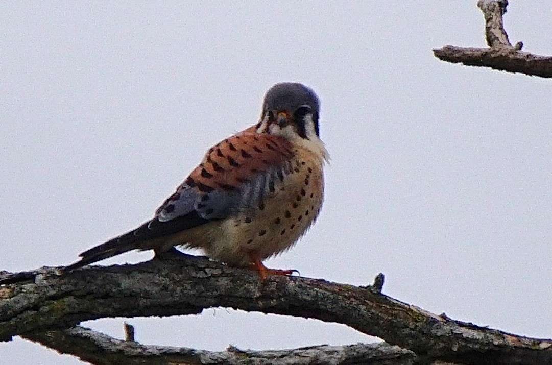 American Kestrel - ML198685561
