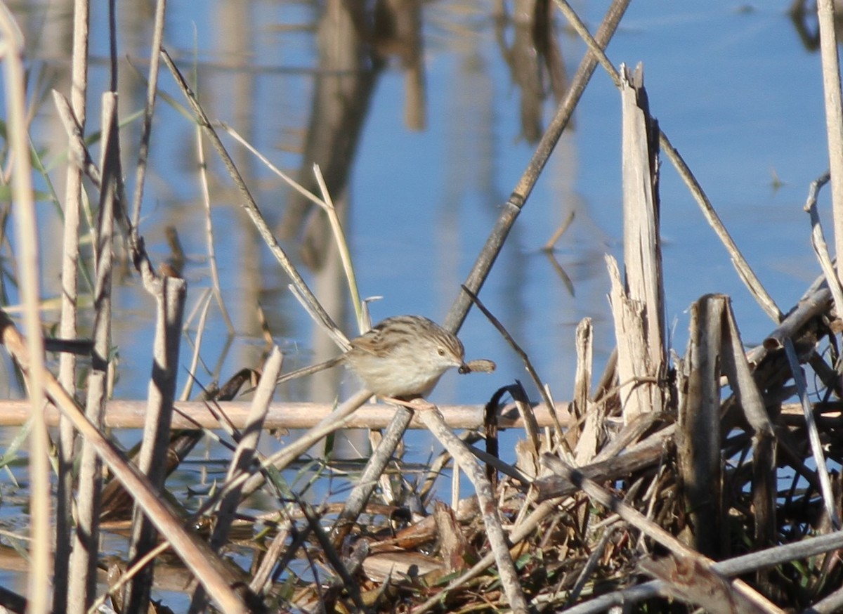 Delicate Prinia - ML198685801