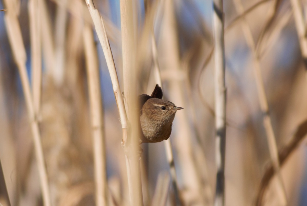 Eurasian Wren - ML198686401