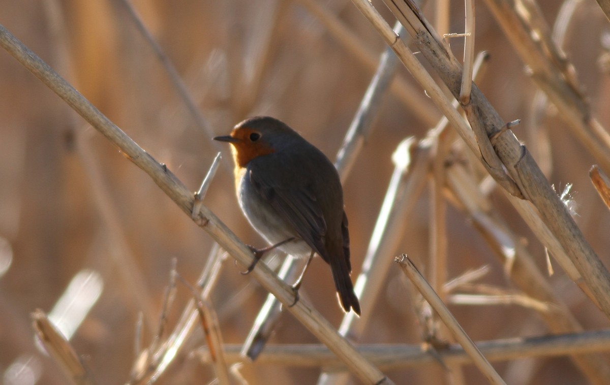 European Robin - ML198686431