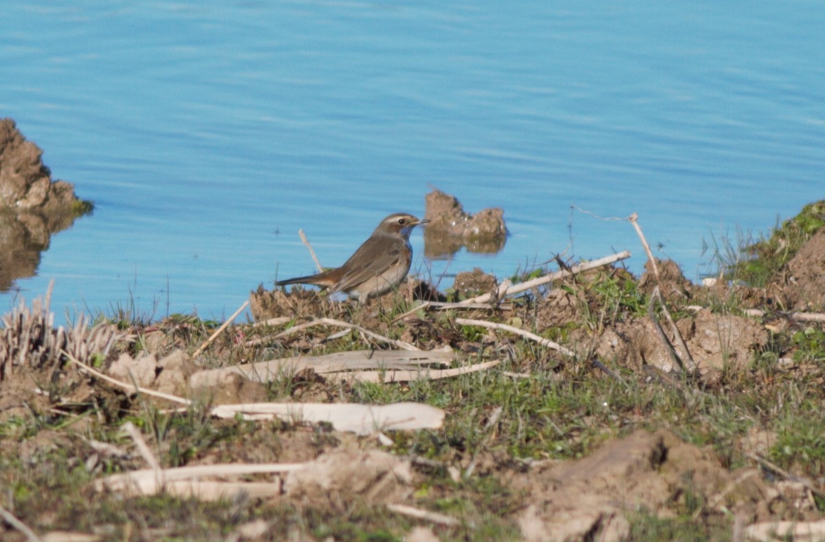 Bluethroat - ML198686441