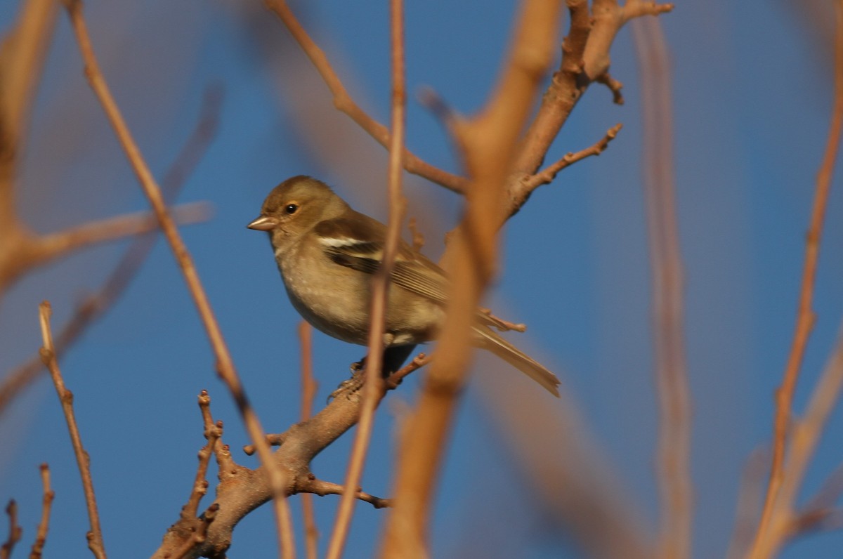 Common Chaffinch - Mehmet Mahmutoğlu