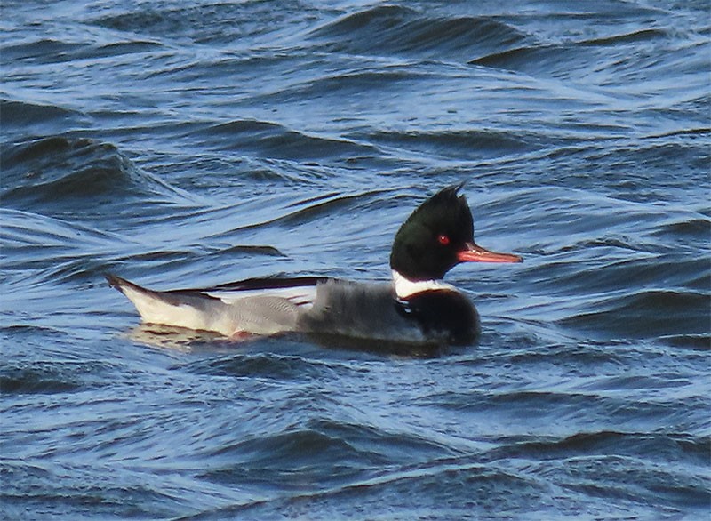 Red-breasted Merganser - ML198688581