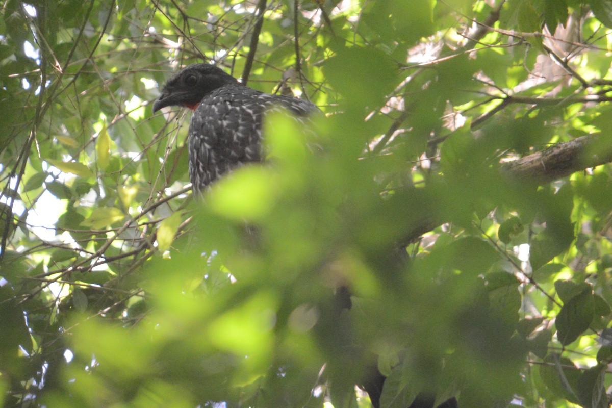 Dusky-legged Guan - Ben Phalan