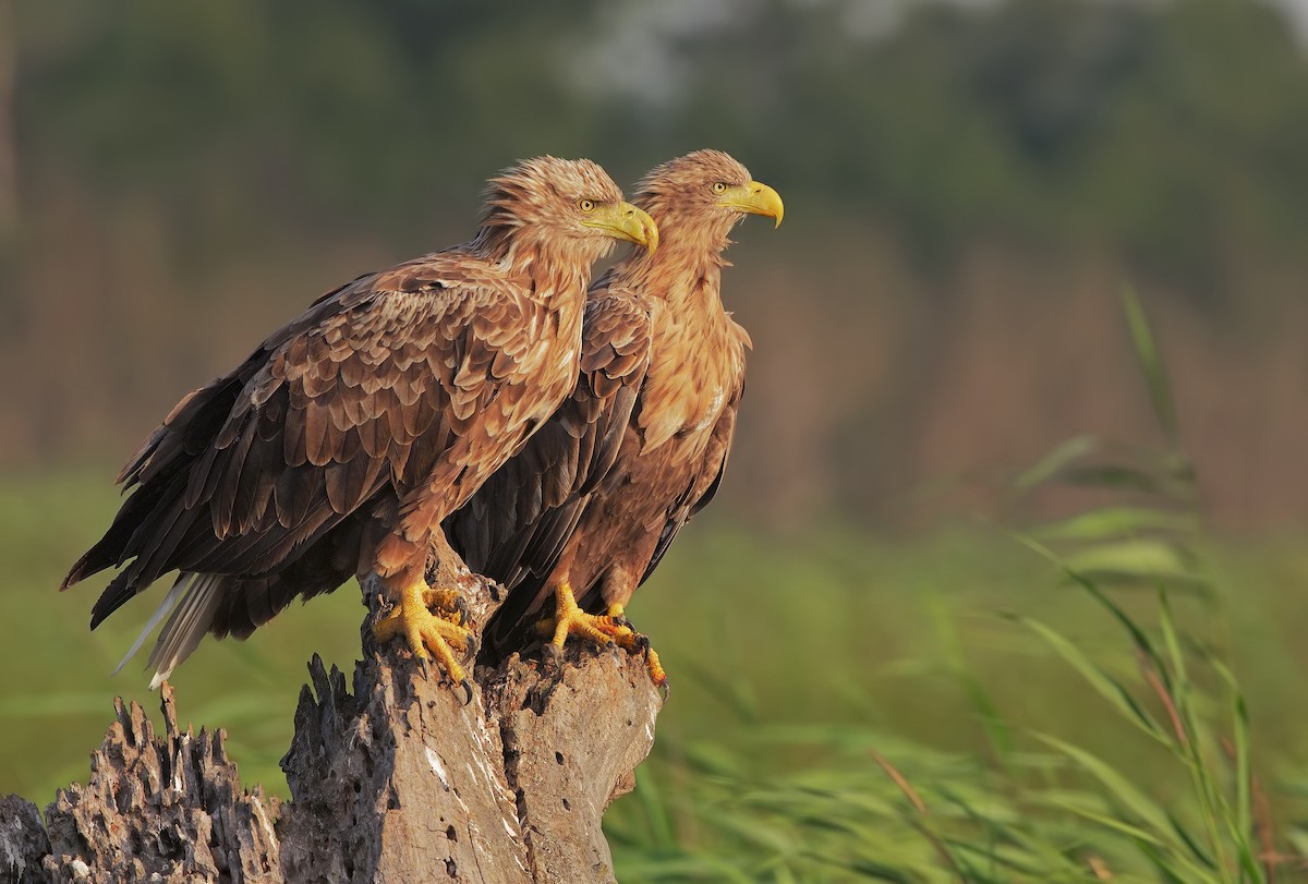 White-tailed Eagle - ML198691341