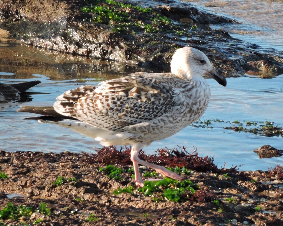 Great Black-backed Gull - ML198692071