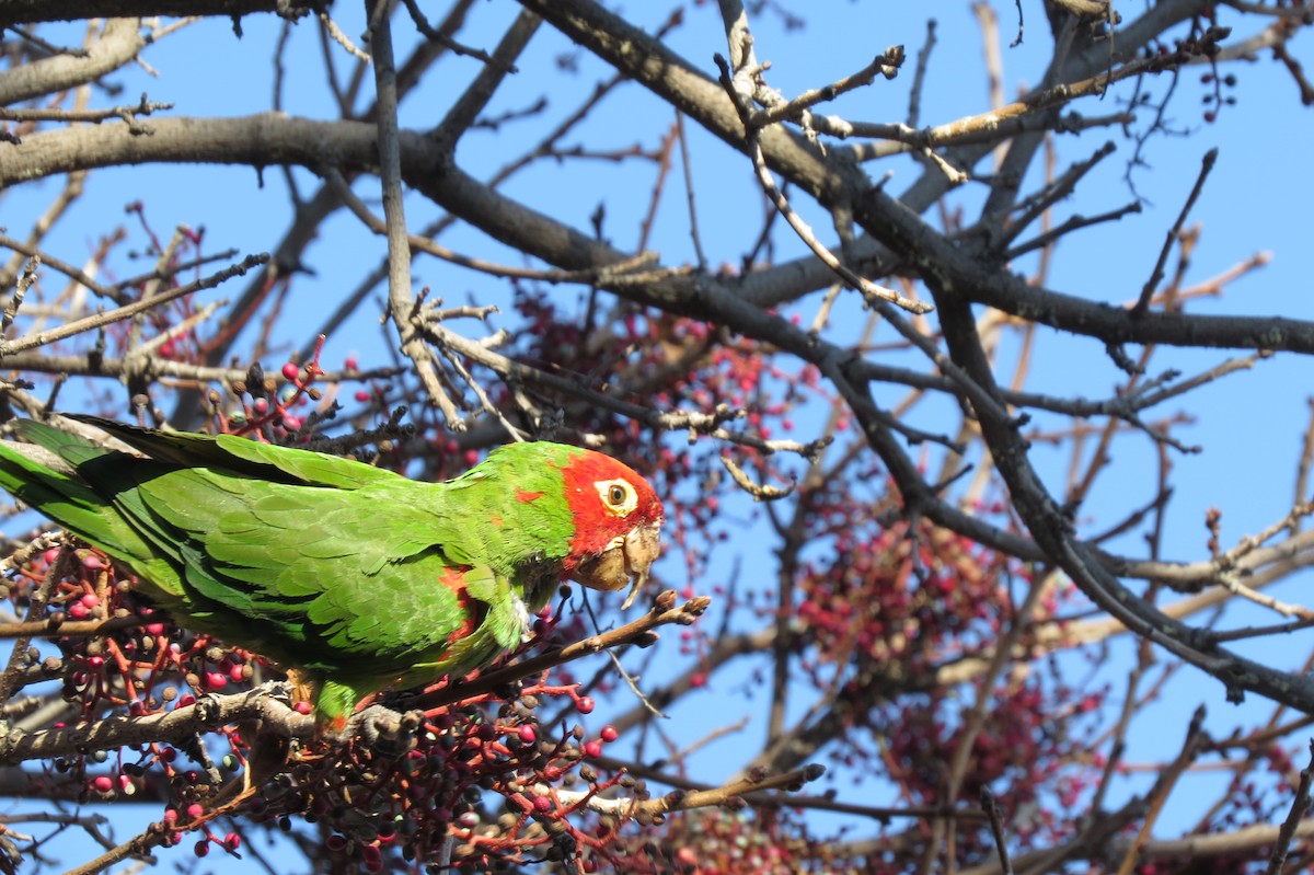 Red-masked Parakeet - ML198693791