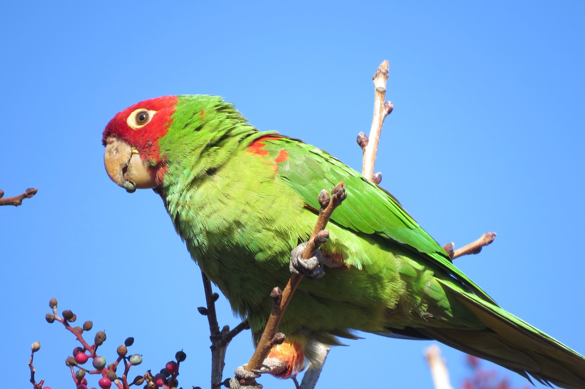 Red-masked Parakeet - ML198693811