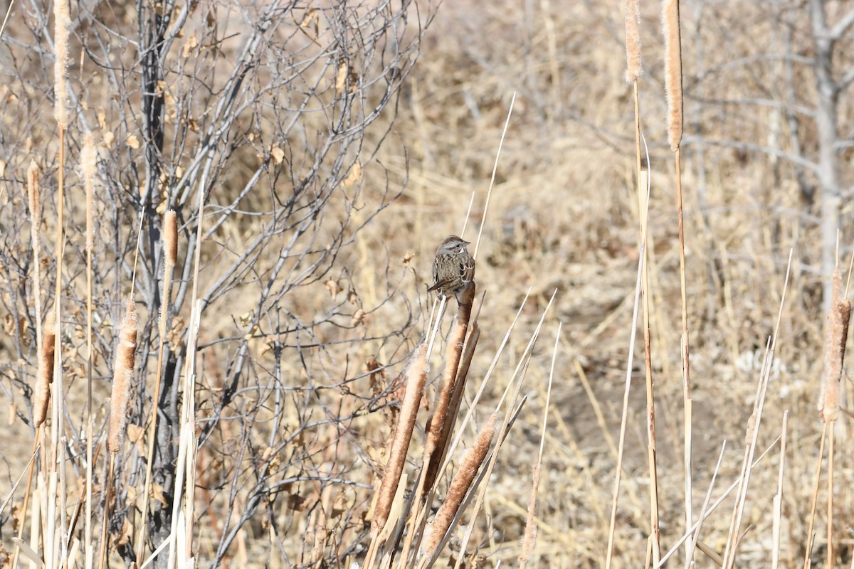 Song Sparrow - ML198694481