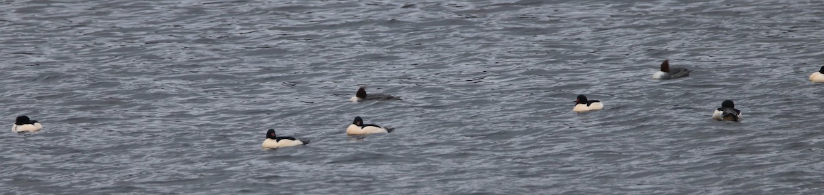 Common Merganser - ML198695621