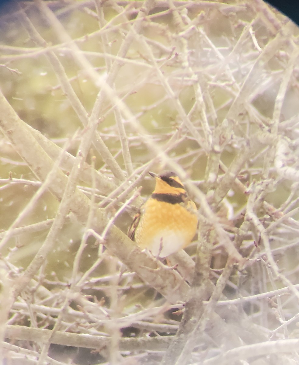 Varied Thrush - ML198695741