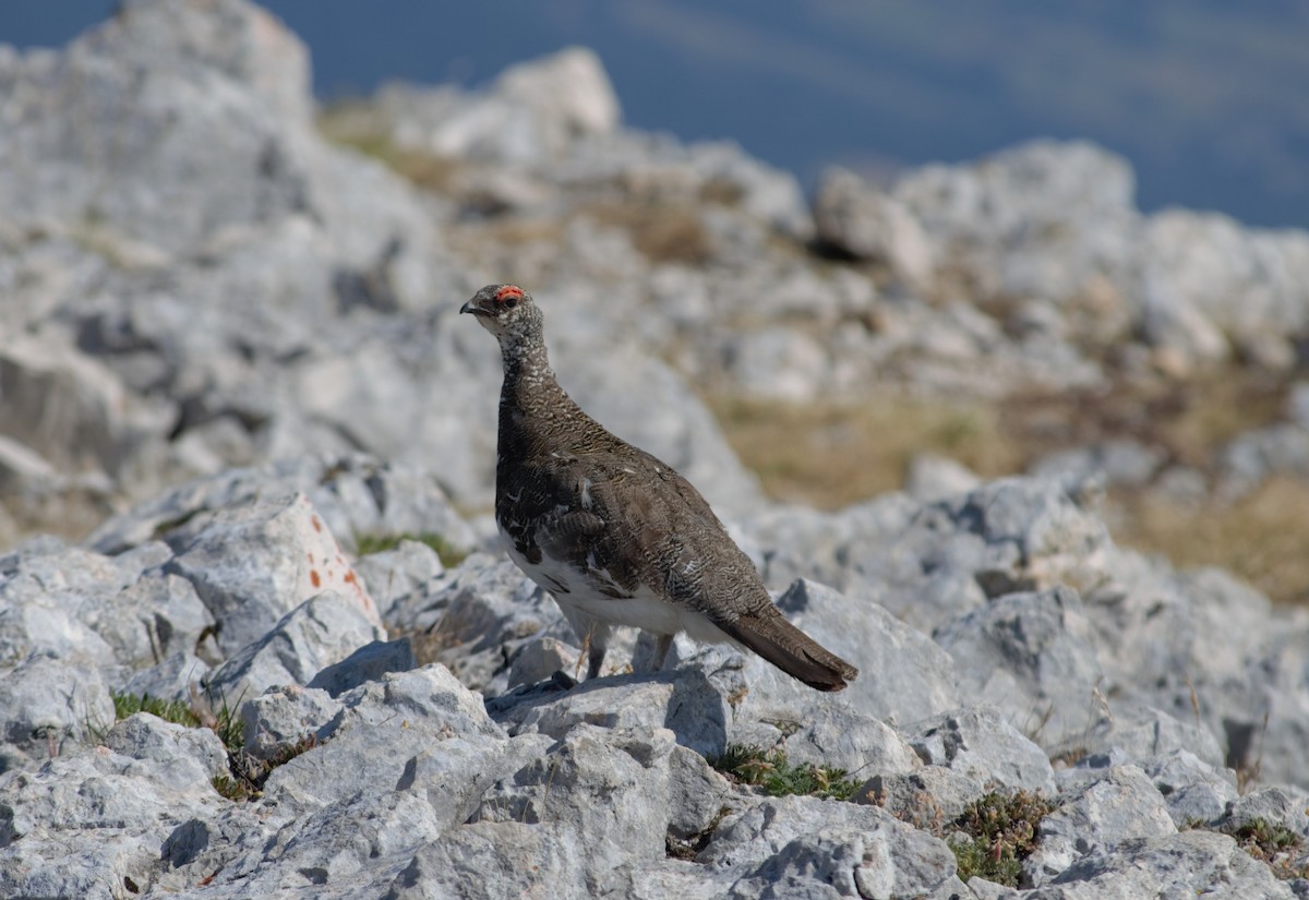 Rock Ptarmigan - ML198696181