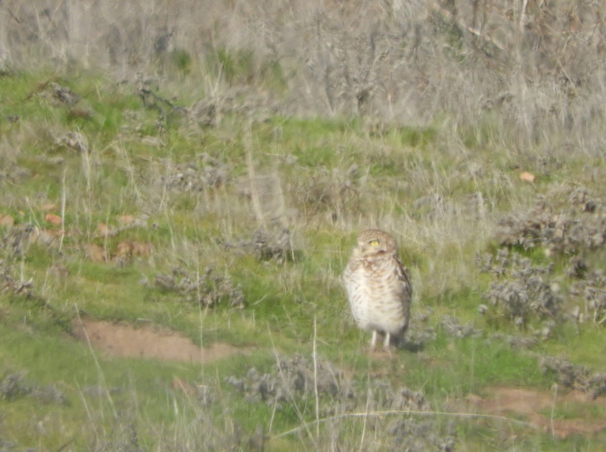 Burrowing Owl - Nina Jones