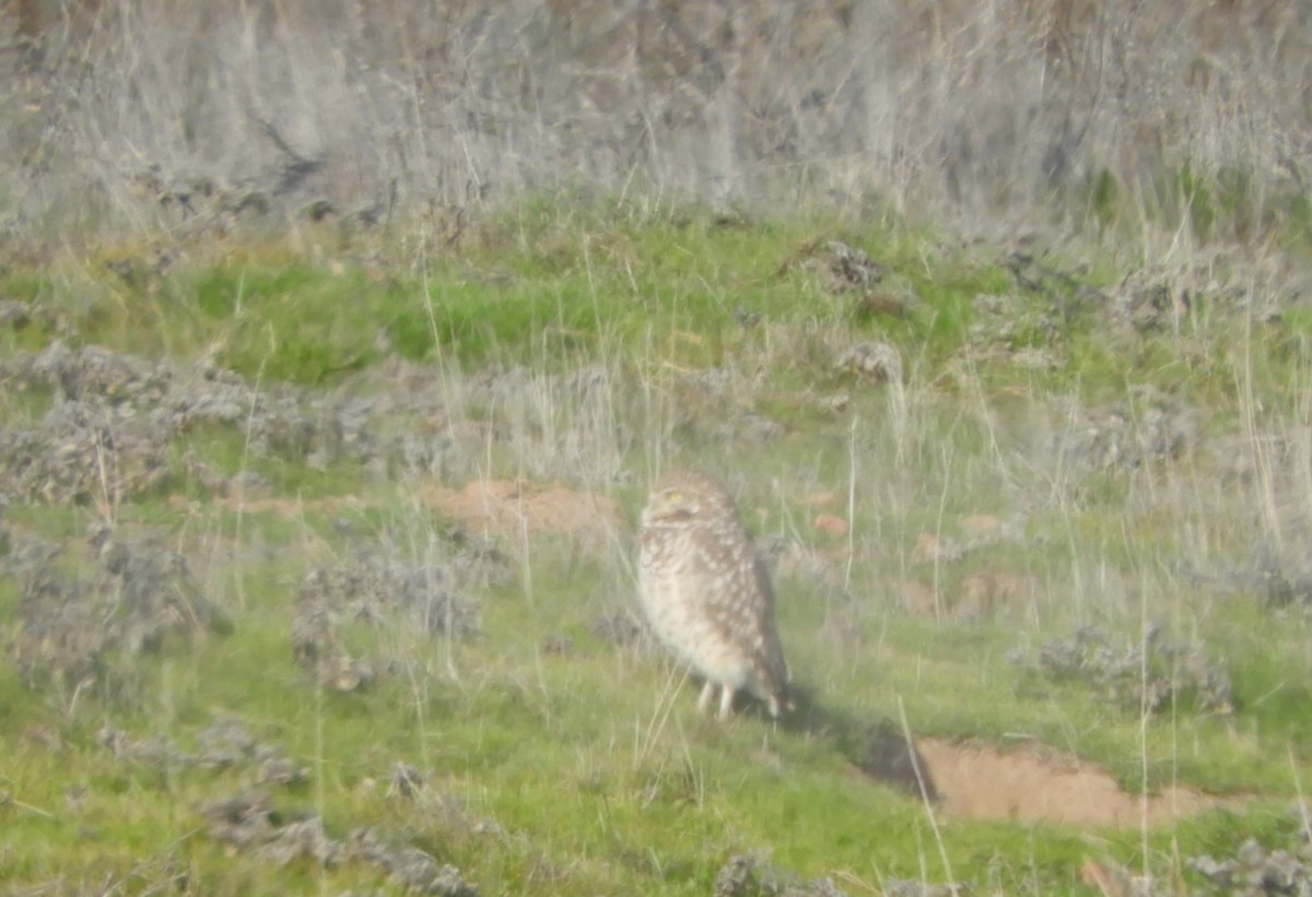 Mochuelo de Madriguera - ML198697381