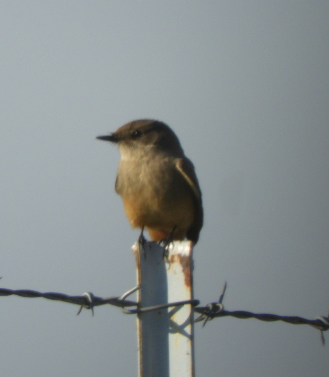 Say's Phoebe - ML198697491