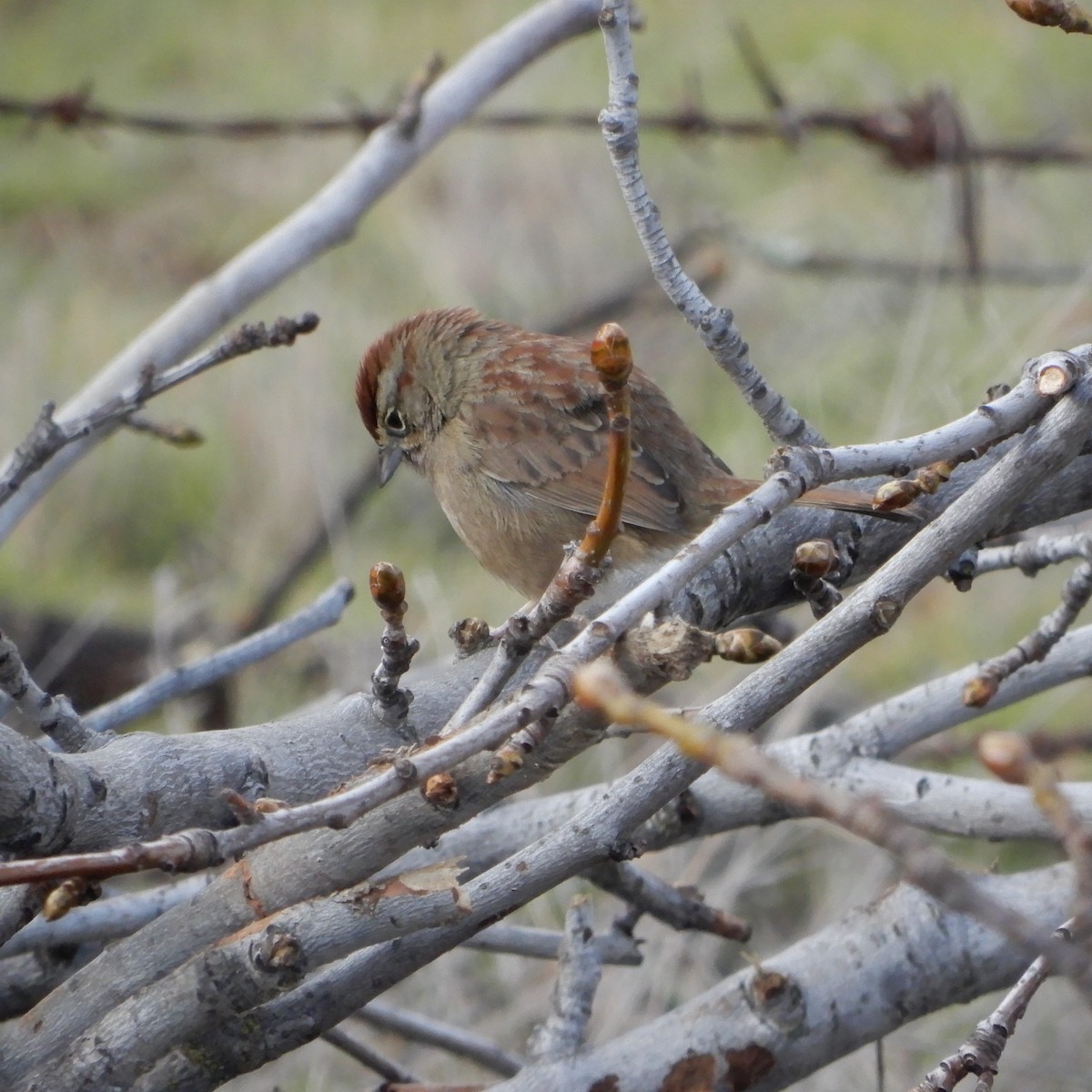Rufous-crowned Sparrow - ML198697661