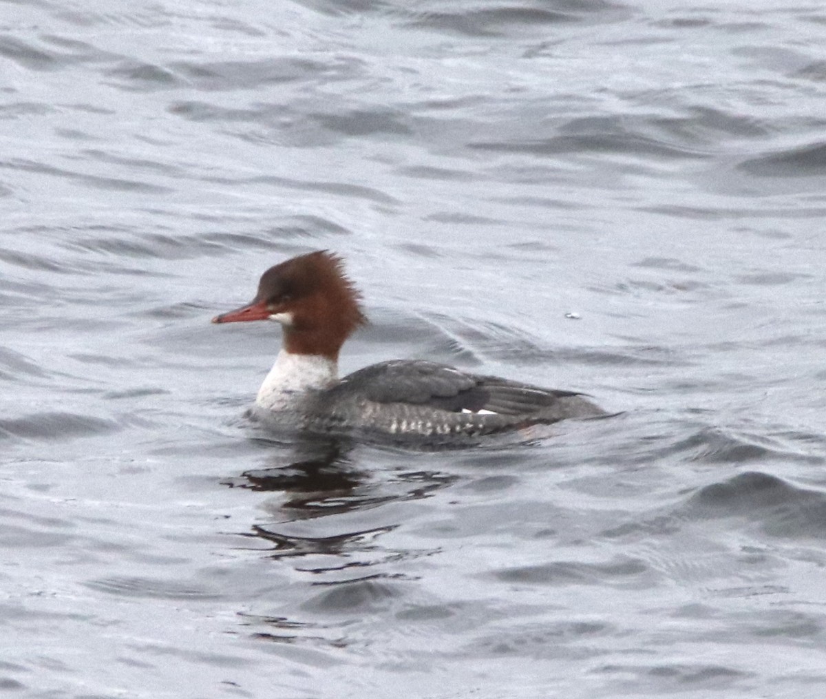 Common Merganser - ML198697991