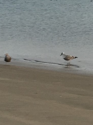 Great Black-backed Gull - Anonymous