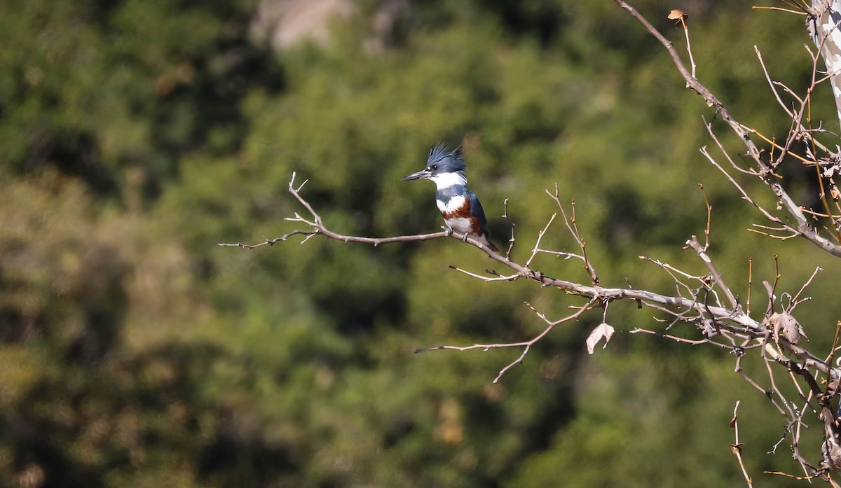 Belted Kingfisher - ML198701701