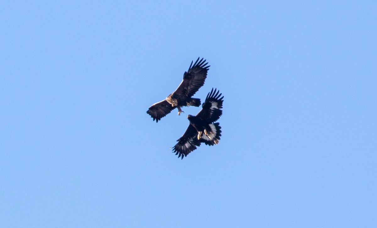 Golden Eagle - Todd Mitchell