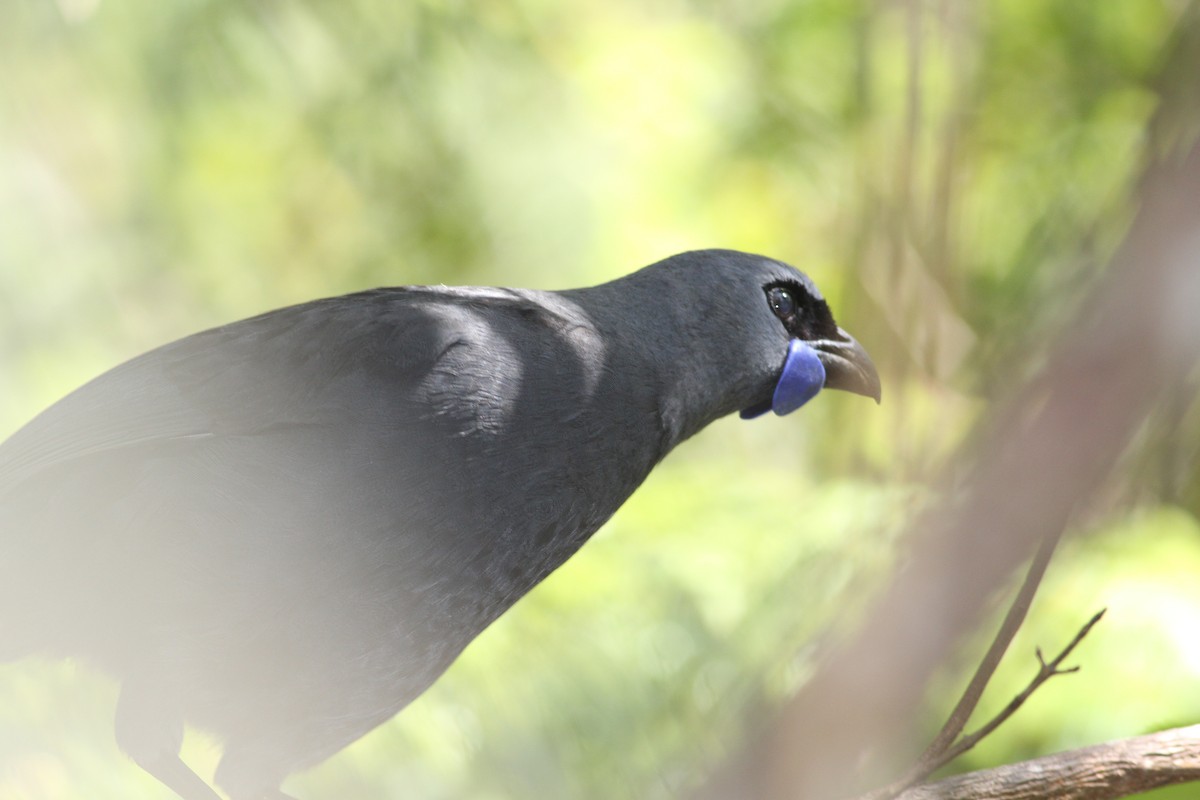 North Island Kokako - ML198703671