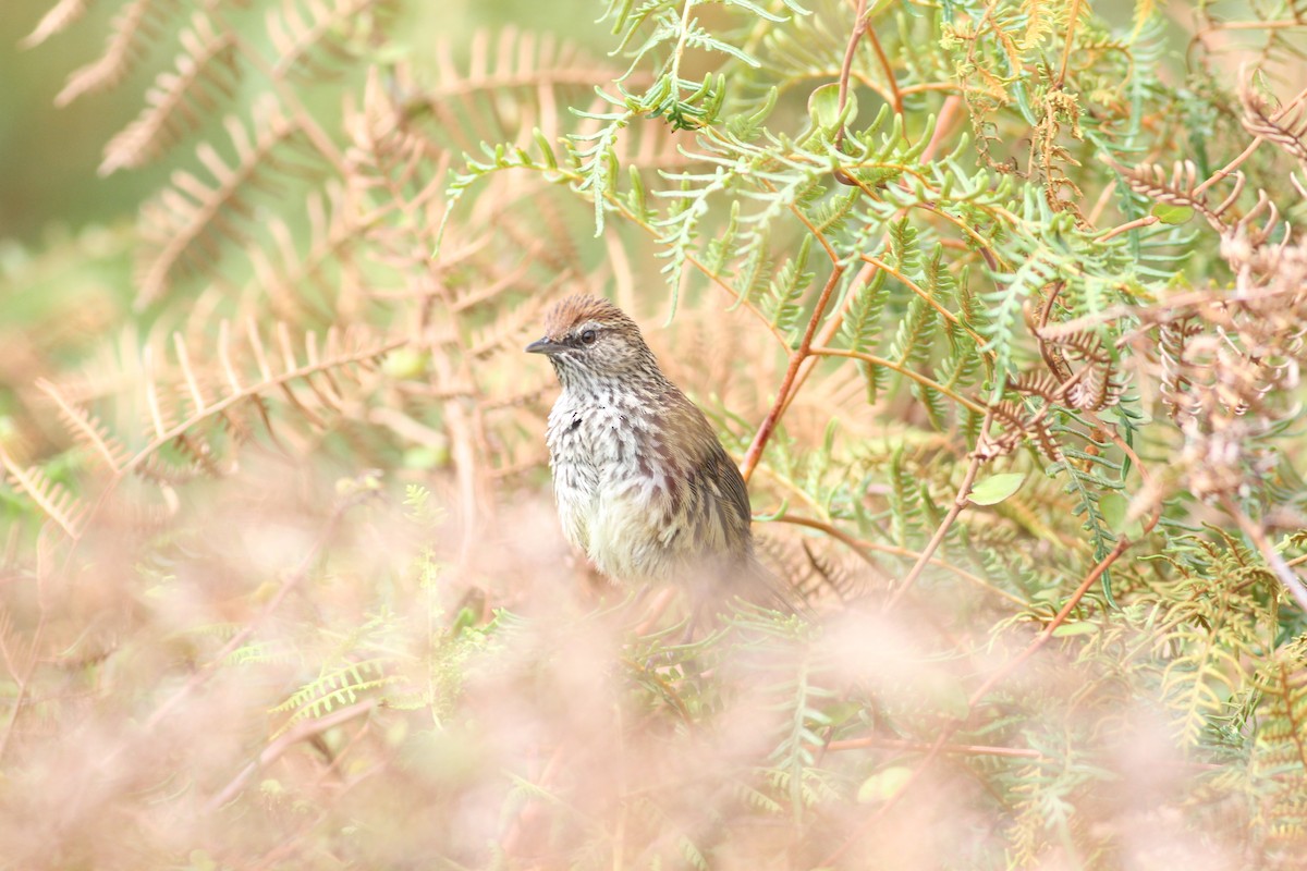 New Zealand Fernbird - ML198704411