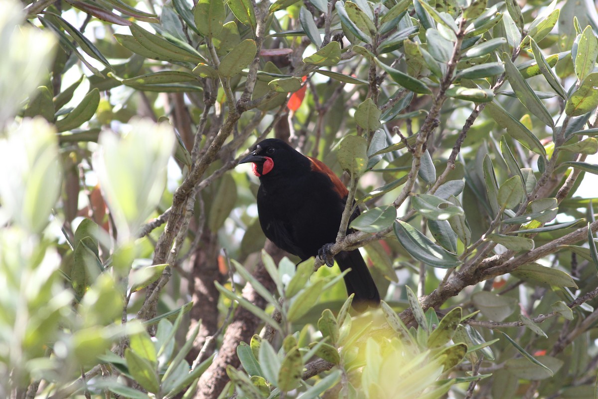 North Island Saddleback - ML198704471