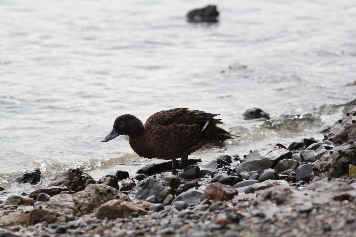 Brown Teal - Micah Scholer