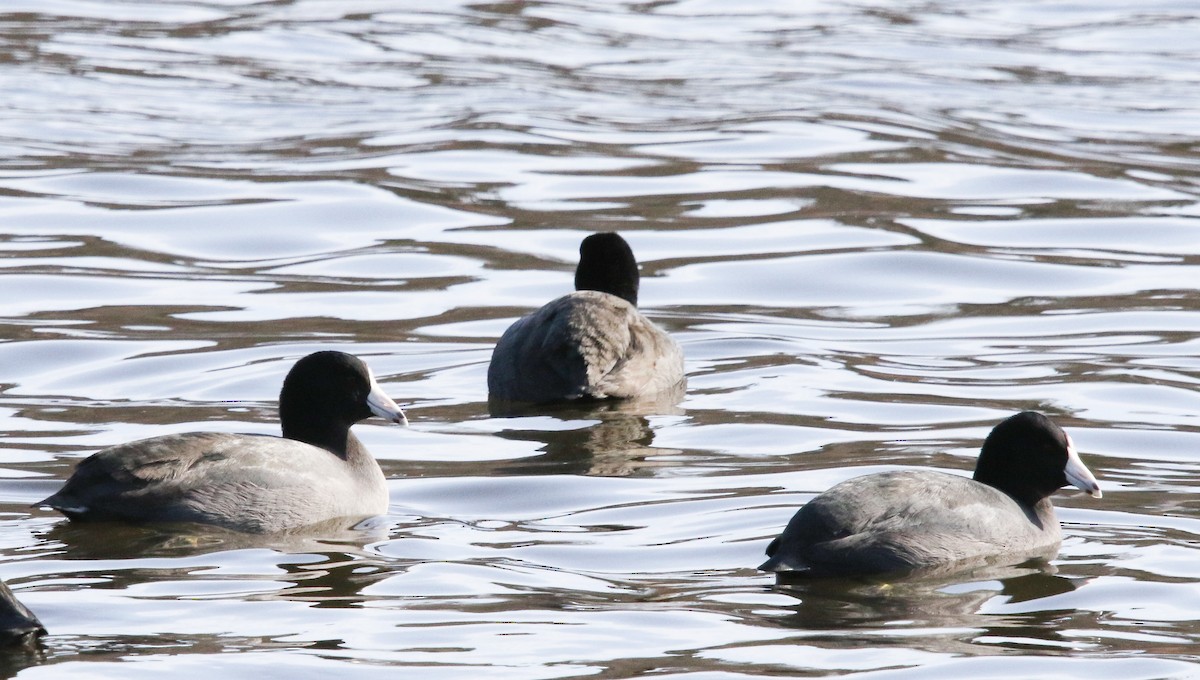 American Coot - Tom Younkin