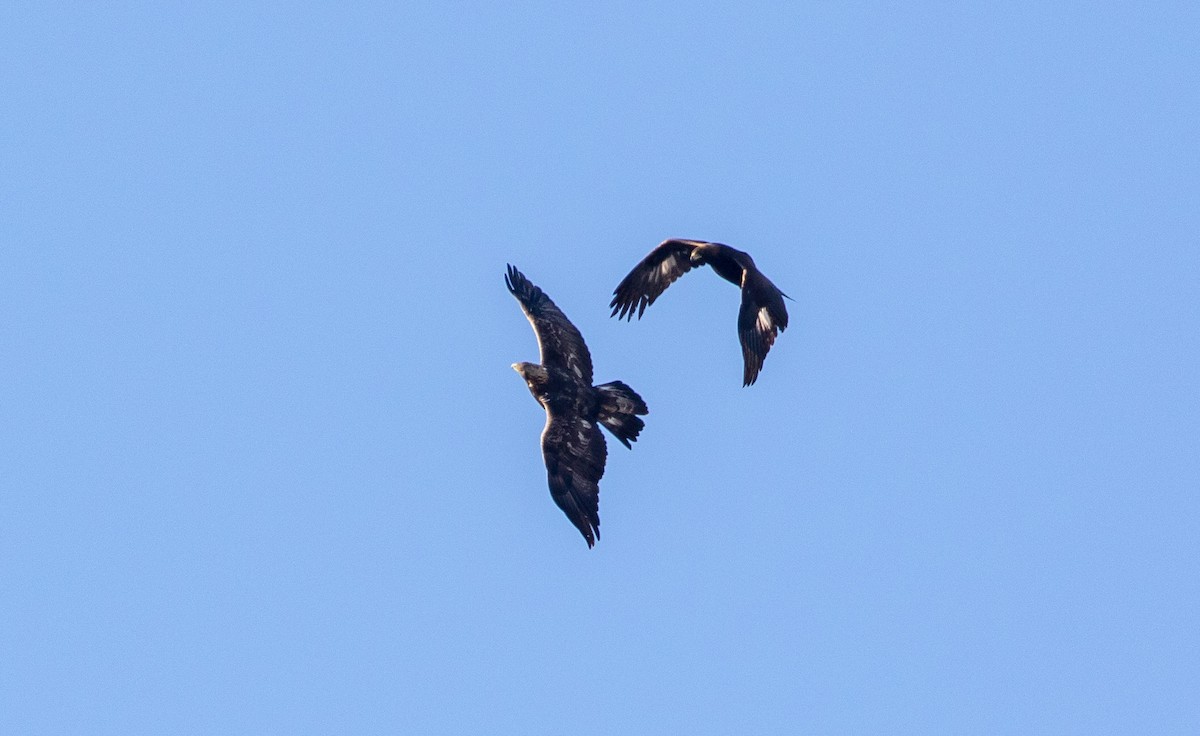 Golden Eagle - Todd Mitchell