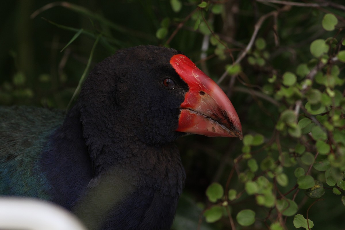 South Island Takahe - ML198707231