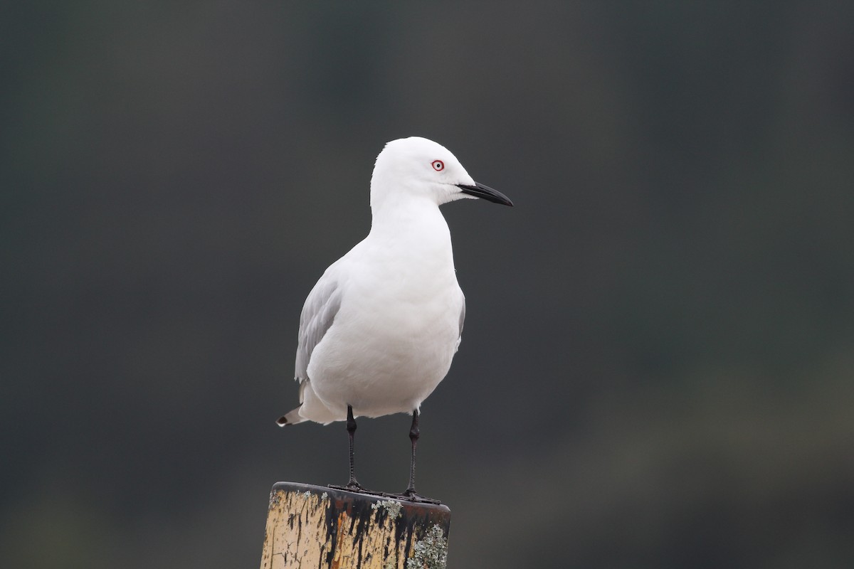 Black-billed Gull - ML198711871